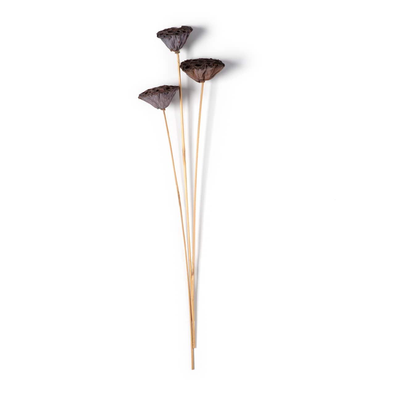 Natural Lotus Pods Stem by Ashland&#xAE;